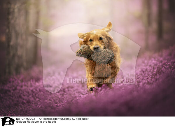 Golden Retriever in the heath / CF-03093