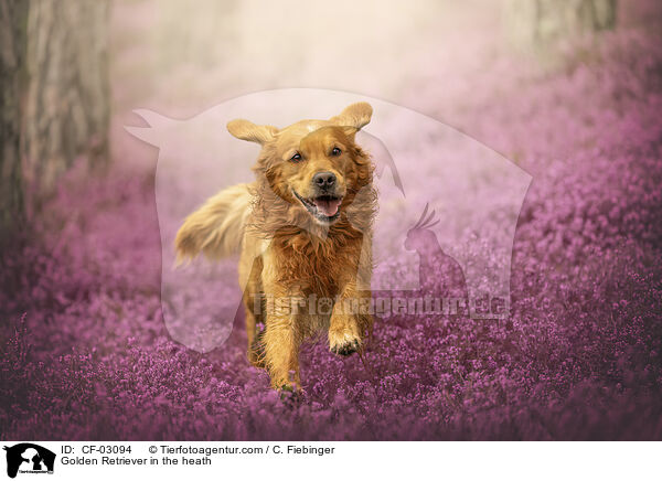 Golden Retriever in der Heide / Golden Retriever in the heath / CF-03094