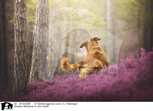 Golden Retriever in der Heide / Golden Retriever in the heath / CF-03095