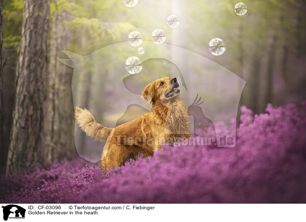 Golden Retriever in der Heide / Golden Retriever in the heath / CF-03096