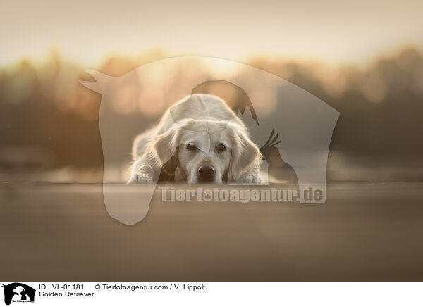 Golden Retriever / Golden Retriever / VL-01181