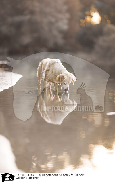 Golden Retriever / Golden Retriever / VL-01187