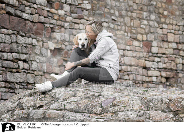 Golden Retriever / Golden Retriever / VL-01191