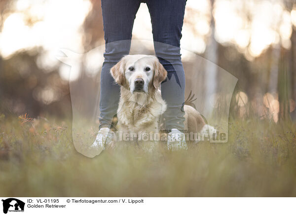 Golden Retriever / Golden Retriever / VL-01195