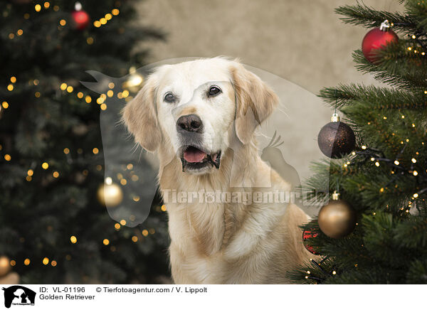 Golden Retriever / Golden Retriever / VL-01196