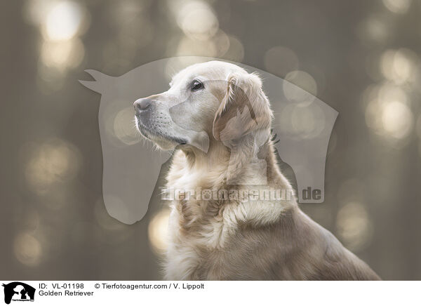 Golden Retriever / Golden Retriever / VL-01198