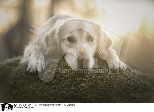 Golden Retriever / Golden Retriever / VL-01199