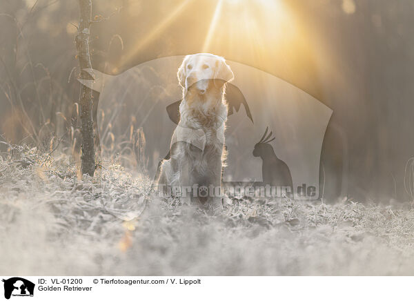 Golden Retriever / Golden Retriever / VL-01200