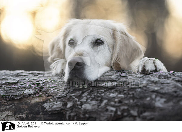 Golden Retriever / Golden Retriever / VL-01201