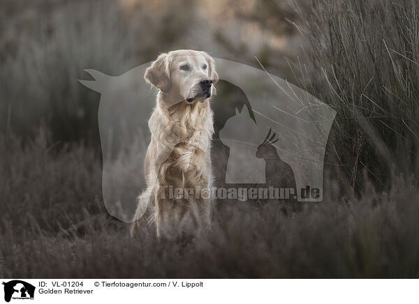 Golden Retriever / Golden Retriever / VL-01204