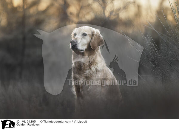 Golden Retriever / Golden Retriever / VL-01205