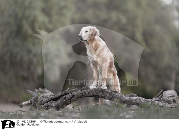 Golden Retriever / Golden Retriever / VL-01206