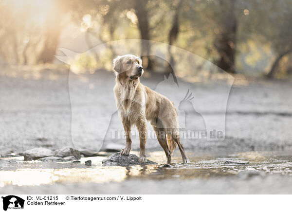 Golden Retriever / Golden Retriever / VL-01215