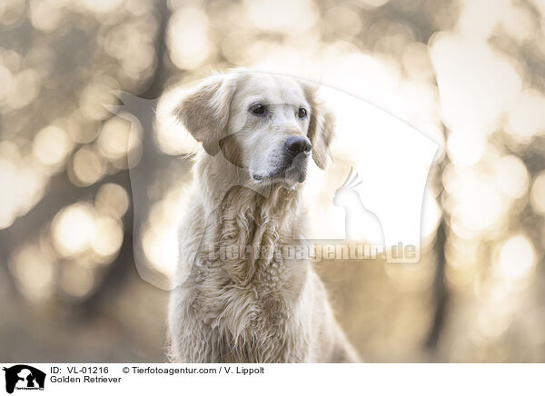 Golden Retriever / Golden Retriever / VL-01216