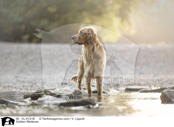 Golden Retriever / Golden Retriever / VL-01218