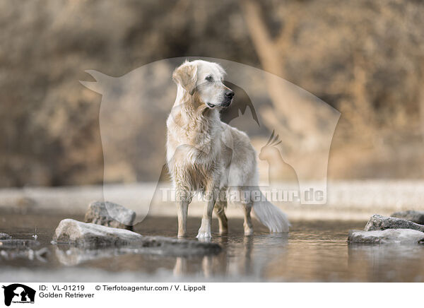 Golden Retriever / Golden Retriever / VL-01219