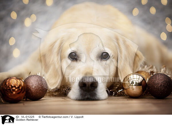 Golden Retriever / Golden Retriever / VL-01225