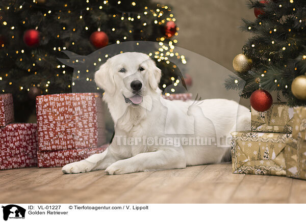 Golden Retriever / Golden Retriever / VL-01227