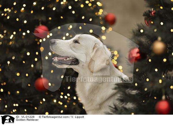 Golden Retriever / Golden Retriever / VL-01228