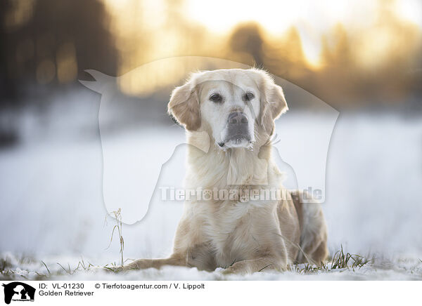 Golden Retriever / Golden Retriever / VL-01230