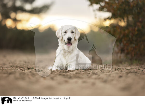 Golden Retriever / Golden Retriever / VL-01241