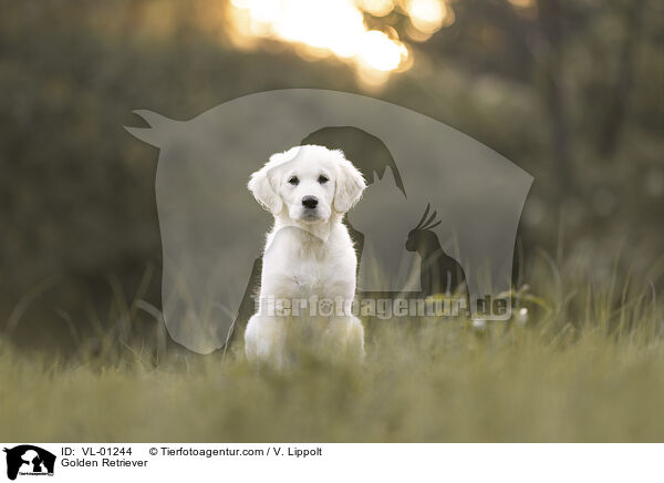 Golden Retriever / Golden Retriever / VL-01244