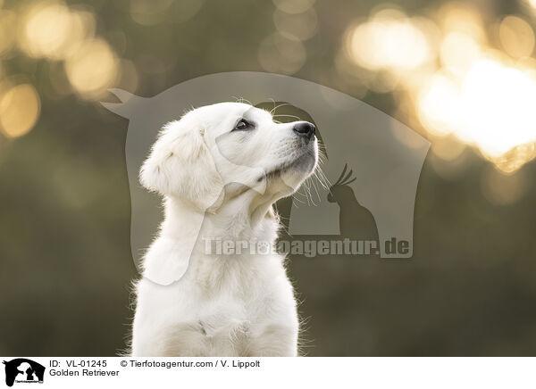 Golden Retriever / Golden Retriever / VL-01245