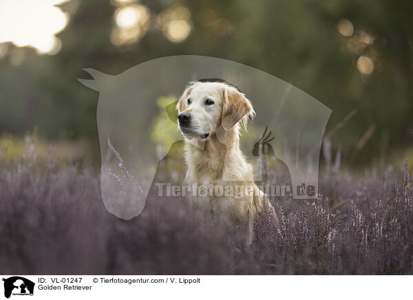 Golden Retriever / Golden Retriever / VL-01247