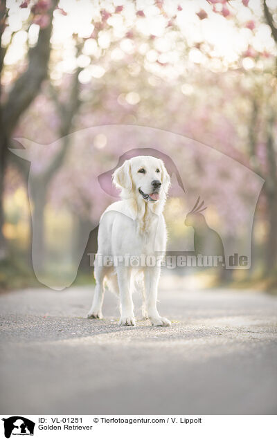 Golden Retriever / Golden Retriever / VL-01251