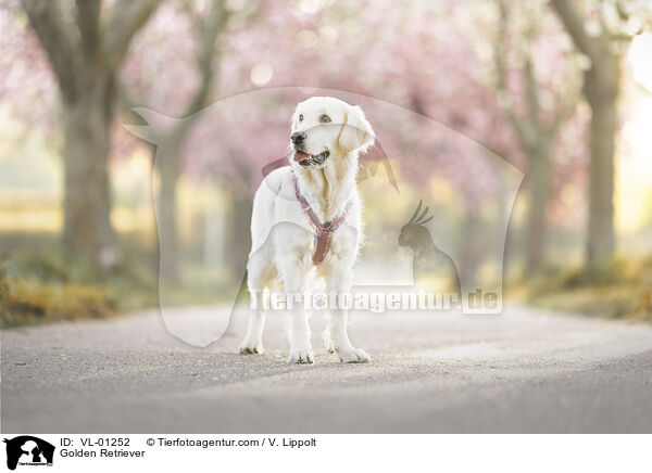 Golden Retriever / Golden Retriever / VL-01252