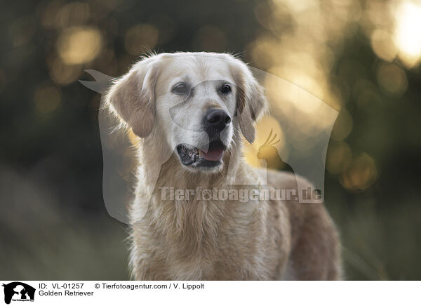 Golden Retriever / Golden Retriever / VL-01257