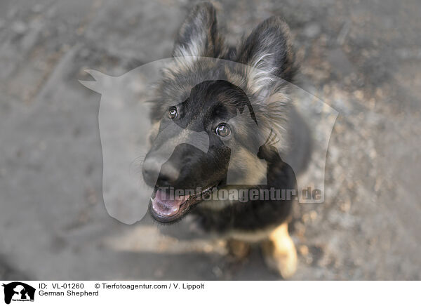 Deutscher Schferhund / German Shepherd / VL-01260