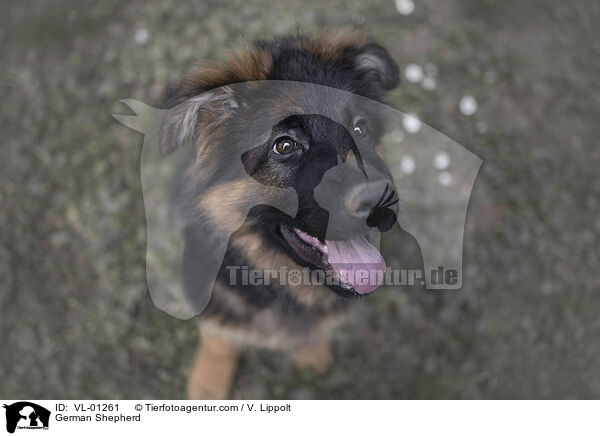 German Shepherd / VL-01261