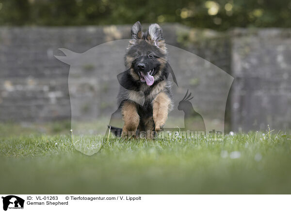 Deutscher Schferhund / German Shepherd / VL-01263