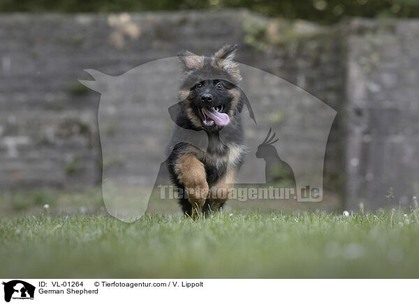 Deutscher Schferhund / German Shepherd / VL-01264