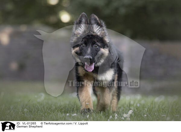 Deutscher Schferhund / German Shepherd / VL-01265