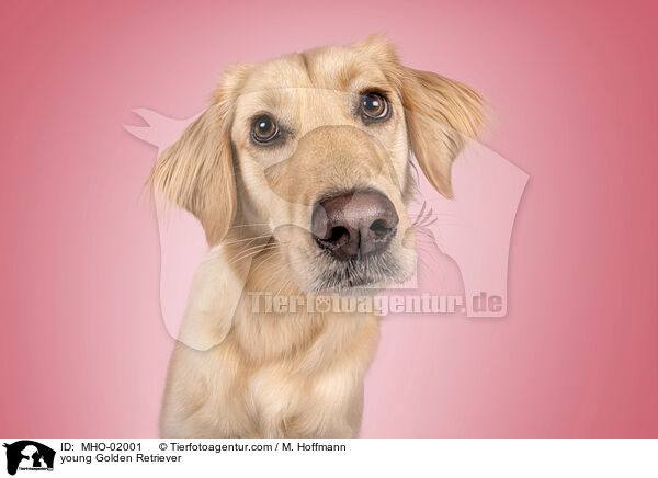 junger Golden Retriever / young Golden Retriever / MHO-02001