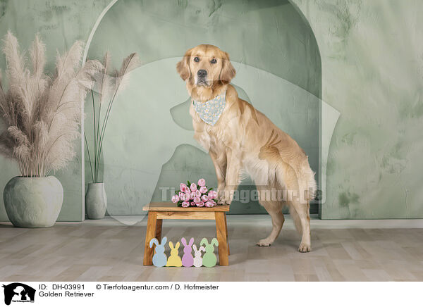 Golden Retriever / Golden Retriever / DH-03991