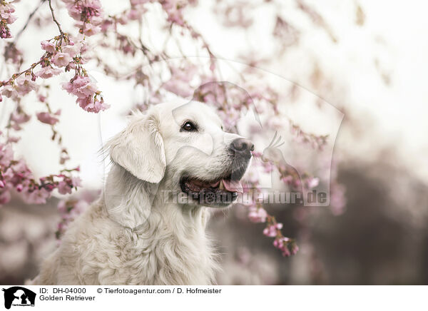 Golden Retriever / Golden Retriever / DH-04000