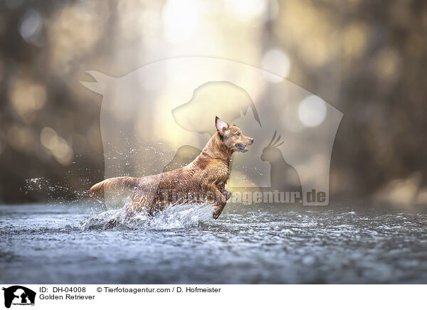 Golden Retriever / Golden Retriever / DH-04008