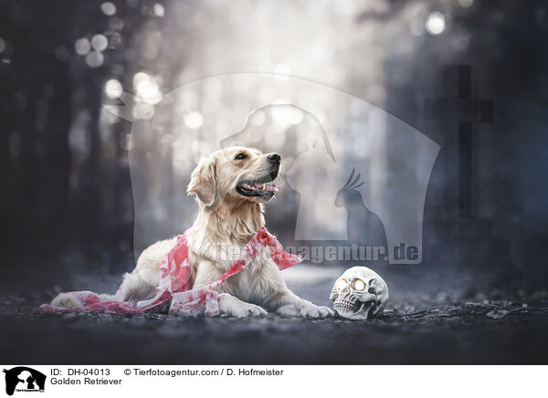 Golden Retriever / Golden Retriever / DH-04013