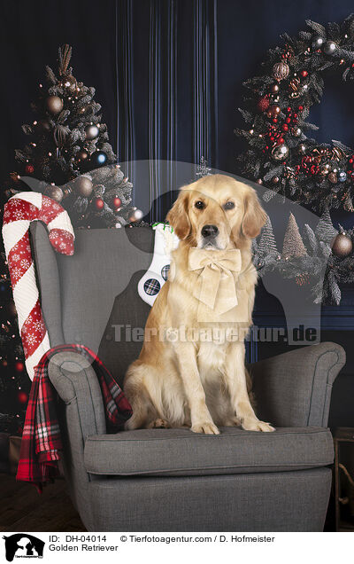 Golden Retriever / Golden Retriever / DH-04014