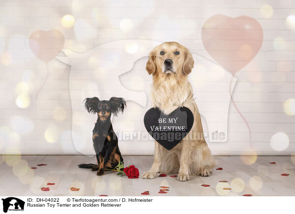 Russischer Toy Terrier und Golden Retriever / Russian Toy Terrier and Golden Retriever / DH-04022