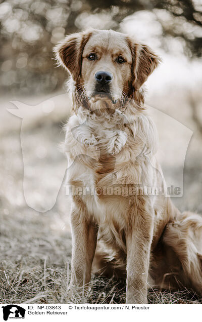 Golden Retriever / Golden Retriever / NP-03843