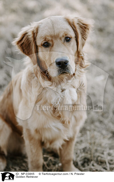 Golden Retriever / Golden Retriever / NP-03845
