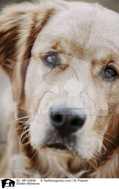 Golden Retriever / Golden Retriever / NP-03846