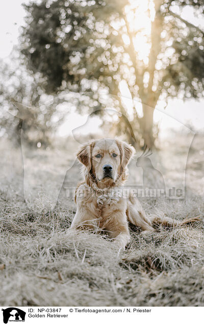 Golden Retriever / Golden Retriever / NP-03847