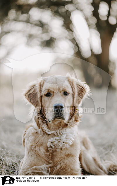 Golden Retriever / Golden Retriever / NP-03848