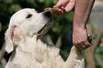 dog givs paw
