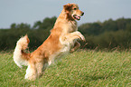 running Golden Retriever